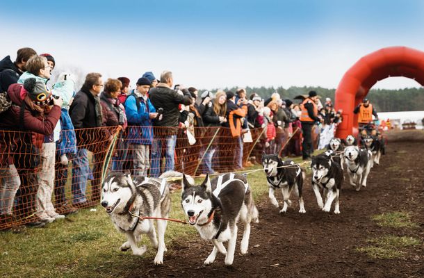 Schlittenhunde in Aktion!