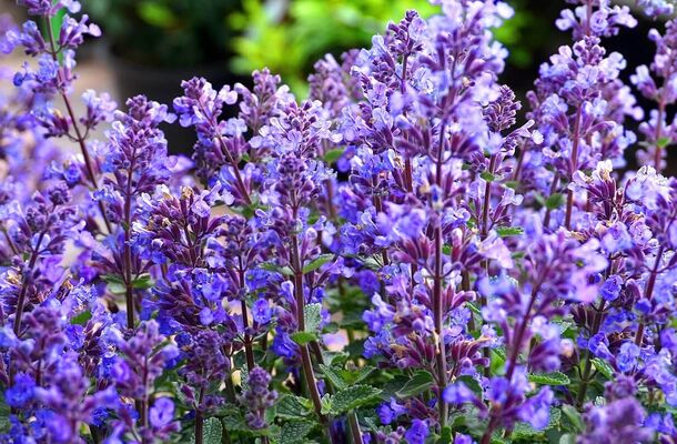 Eine vielseitige Pflanze in Freital entdecken