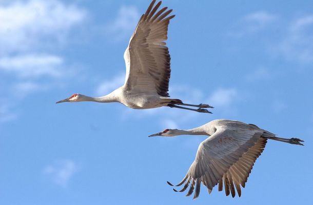 Erleben Sie die faszinierenden Vögel im Müritz-Nationalpark