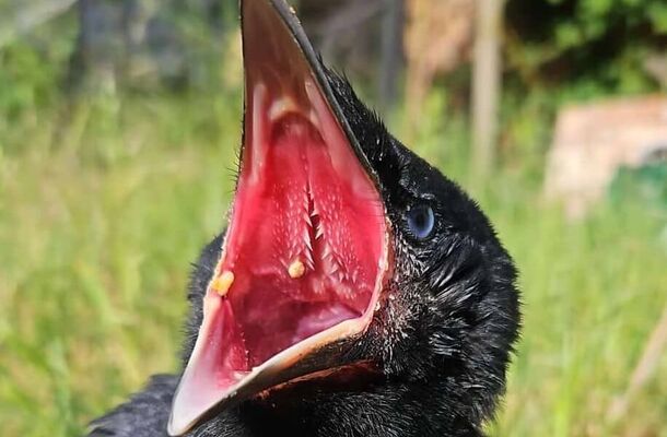 Vogelschutzwarte Storchenhof, Bischofsresidenz Burg Ziesar und Landgasthof