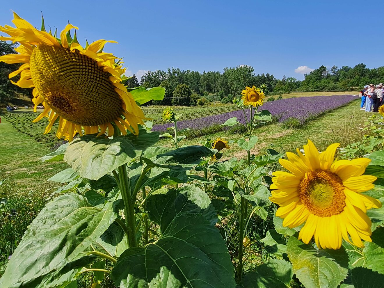 Lavendelfelder & Fahrt mit der Museumsbahn
