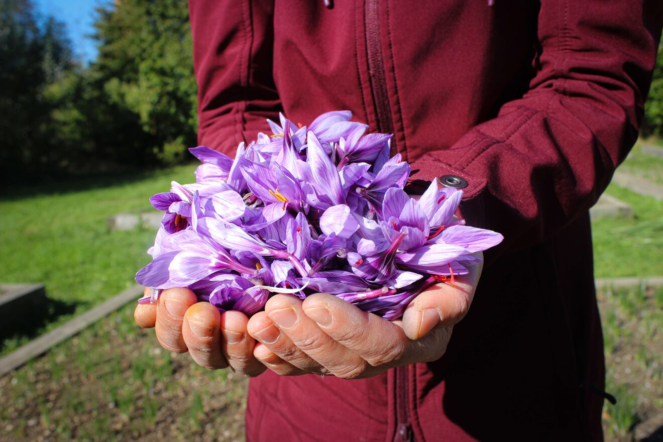 Thüringen: Safran in Altenburg