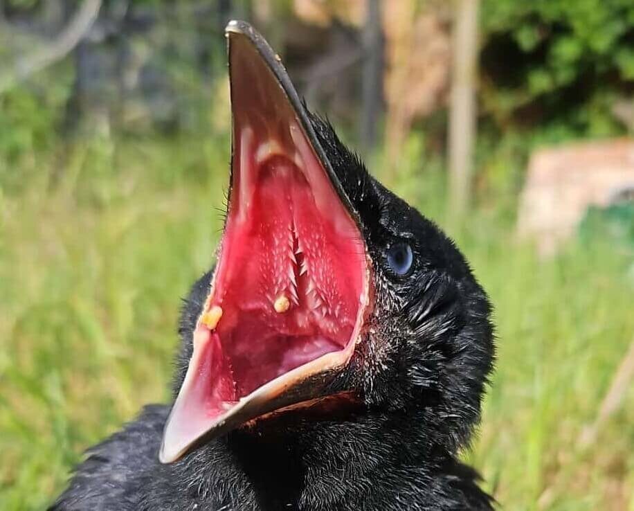 Landpartie zum Storchenhof & 3-Gänge Wildessen